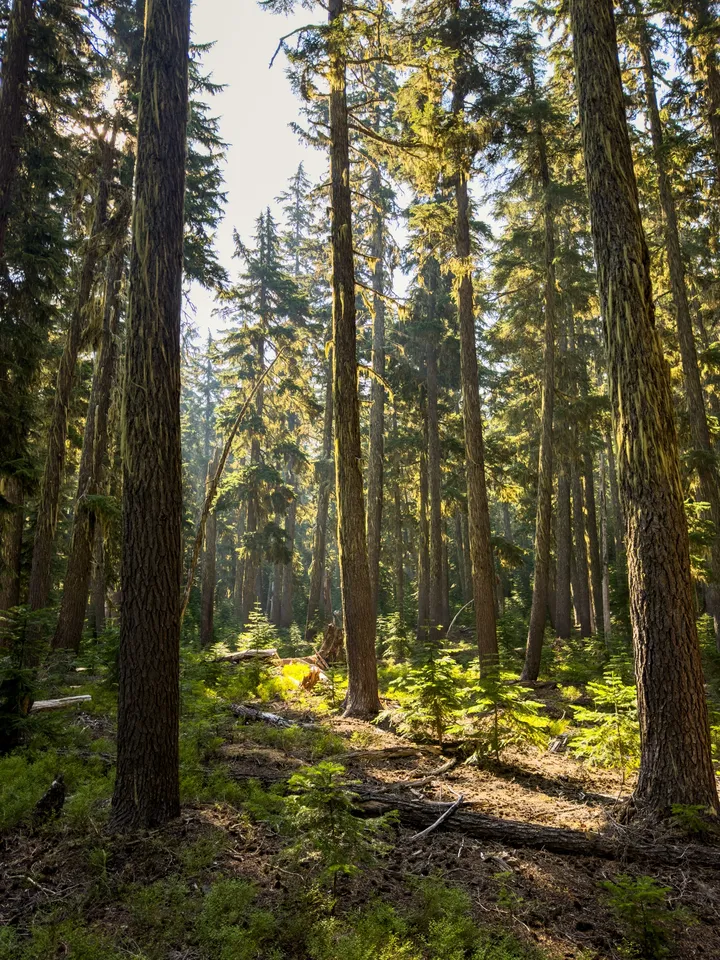 Odell Lake Weekend — photograph