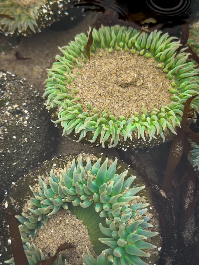 Tide pools + coast
