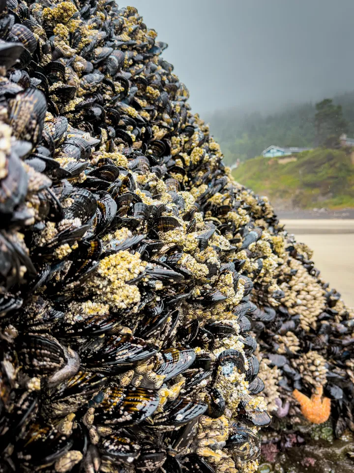 Cape Lookout Weekend — photograph